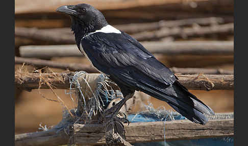 Schildrabe (Corvus albus)