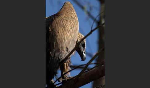 Weißrückengeier (Gyps africanus)