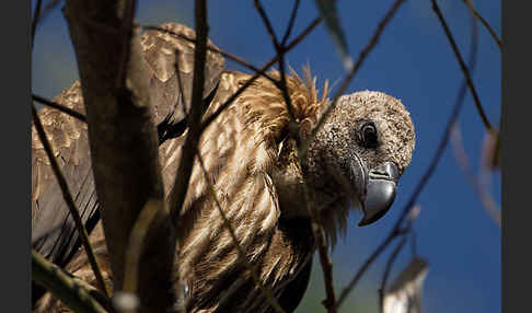 Weißrückengeier (Gyps africanus)