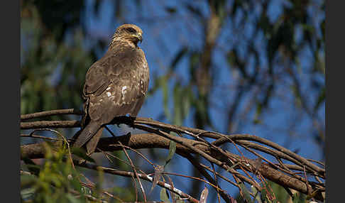 Schmarotzermilan (Milvus migrans parasitus)