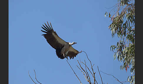 Weißrückengeier (Gyps africanus)