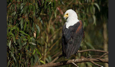 Schreiseeadler (Haliaeetus vocifer)