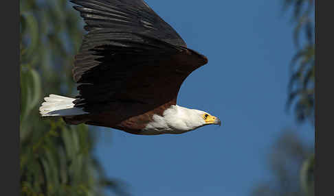 Schreiseeadler (Haliaeetus vocifer)