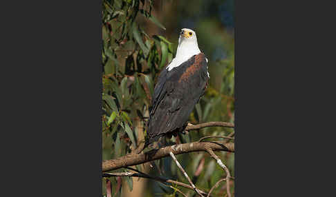 Schreiseeadler (Haliaeetus vocifer)