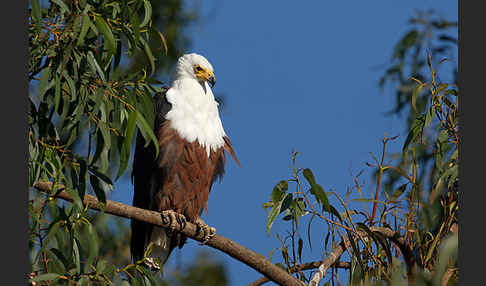 Schreiseeadler (Haliaeetus vocifer)