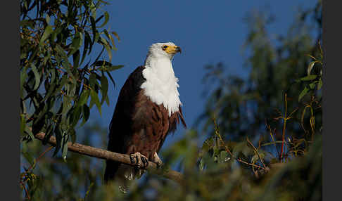 Schreiseeadler (Haliaeetus vocifer)