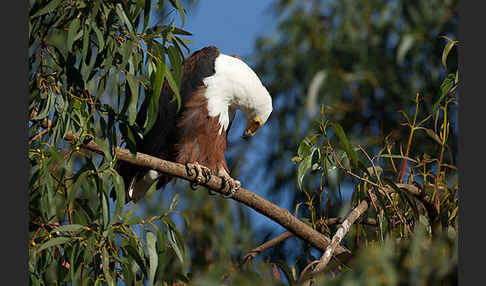 Schreiseeadler (Haliaeetus vocifer)