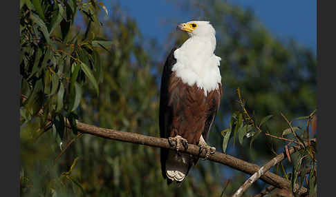 Schreiseeadler (Haliaeetus vocifer)