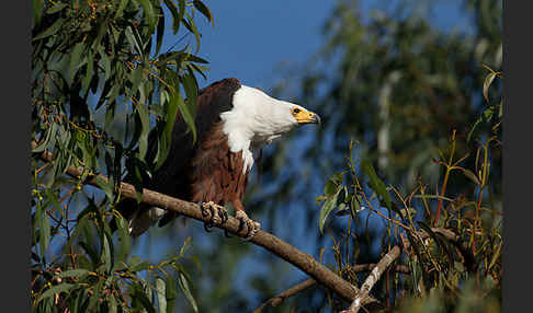 Schreiseeadler (Haliaeetus vocifer)