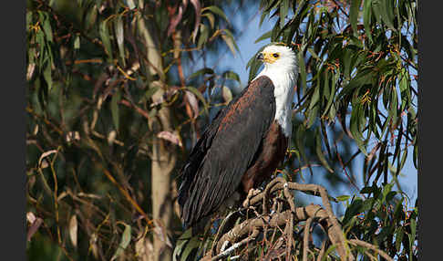 Schreiseeadler (Haliaeetus vocifer)