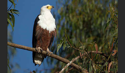 Schreiseeadler (Haliaeetus vocifer)