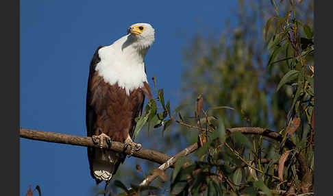 Schreiseeadler (Haliaeetus vocifer)