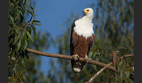 Schreiseeadler (Haliaeetus vocifer)