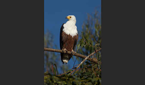 Schreiseeadler (Haliaeetus vocifer)