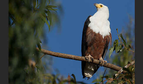Schreiseeadler (Haliaeetus vocifer)