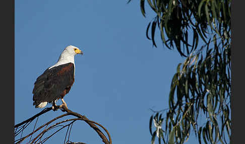 Schreiseeadler (Haliaeetus vocifer)