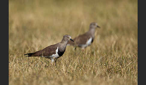 Schwarzflügelkiebitz (Vanellus melanopterus)