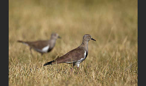 Schwarzflügelkiebitz (Vanellus melanopterus)