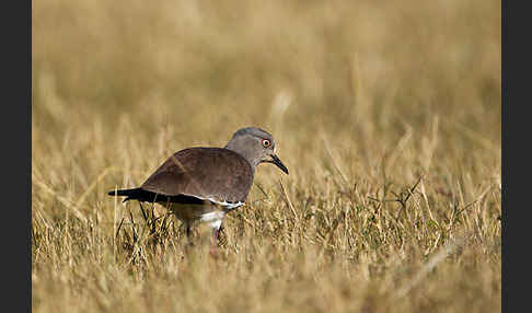 Schwarzflügelkiebitz (Vanellus melanopterus)