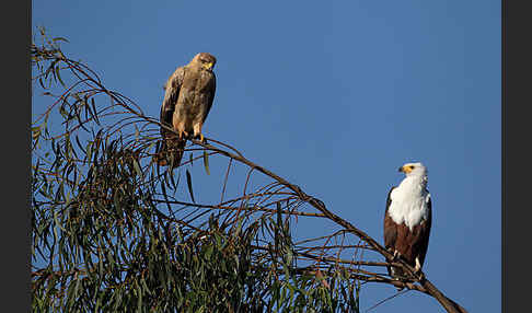 Schreiseeadler (Haliaeetus vocifer)