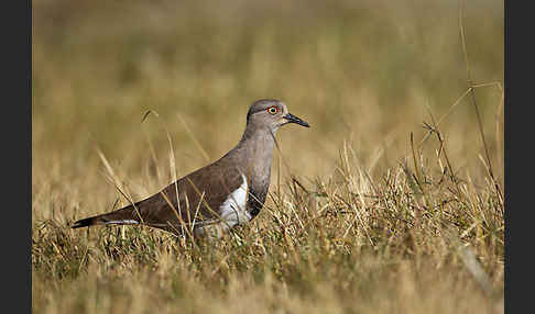 Schwarzflügelkiebitz (Vanellus melanopterus)