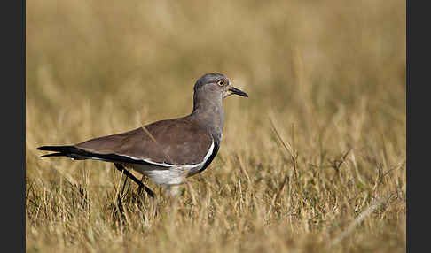 Schwarzflügelkiebitz (Vanellus melanopterus)