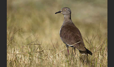 Schwarzflügelkiebitz (Vanellus melanopterus)