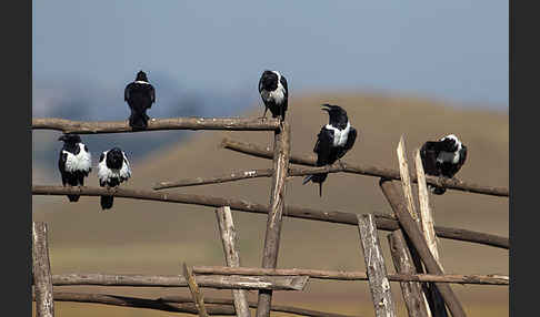 Schildrabe (Corvus albus)