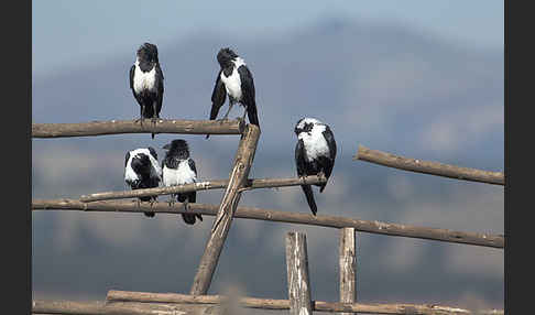 Schildrabe (Corvus albus)