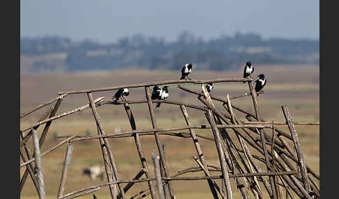 Schildrabe (Corvus albus)