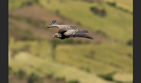 Sperbergeier sspec. (Gyps rüppellii erlangeri)