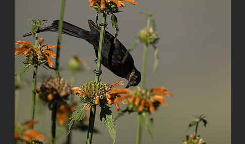 Takazzenektarvogel (Nectarinia tacazze)