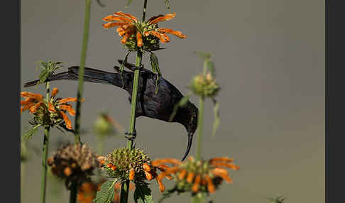 Takazzenektarvogel (Nectarinia tacazze)