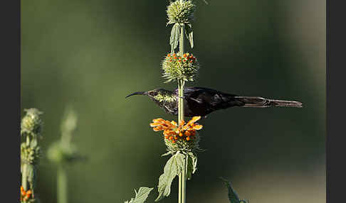 Takazzenektarvogel (Nectarinia tacazze)