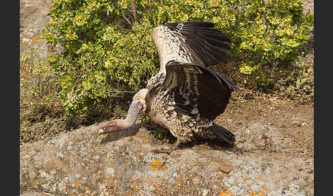 Sperbergeier sspec. (Gyps rüppellii erlangeri)