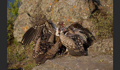 Sperbergeier sspec. (Gyps rüppellii erlangeri)