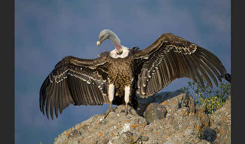 Sperbergeier (Gyps rueppellii)