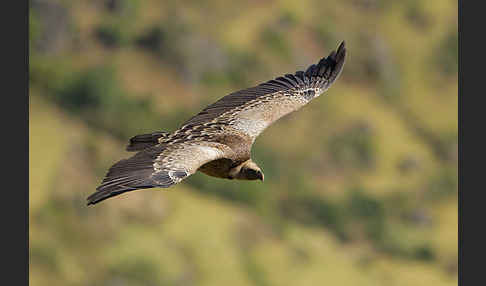 Sperbergeier sspec. (Gyps rüppellii erlangeri)