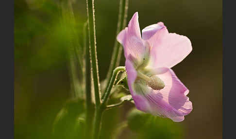 Stockrose spec. (Alcea heldreichii)