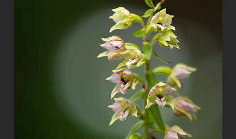 Breitblättrige Sitter (Epipactis helleborine)