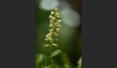 Breitblättrige Sitter (Epipactis helleborine)