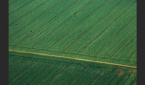 Intensive Landwirtschaft (industrial agriculture)