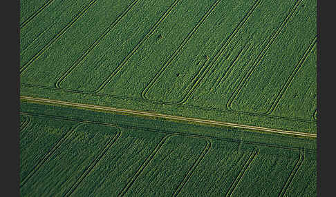 Intensive Landwirtschaft (industrial agriculture)