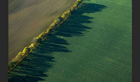 Intensive Landwirtschaft (industrial agriculture)