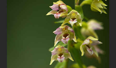 Breitblättrige Sitter (Epipactis helleborine)