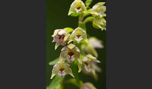 Breitblättrige Sitter (Epipactis helleborine)