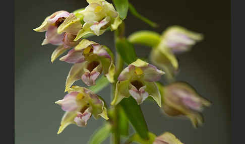 Breitblättrige Sitter (Epipactis helleborine)