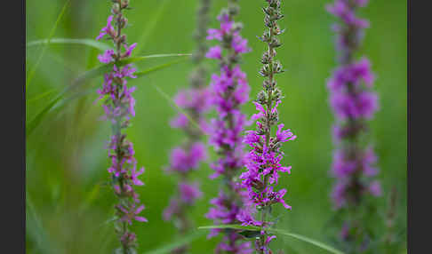 Blut-Weiderich (Lythrum salicaria)