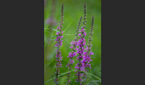 Blut-Weiderich (Lythrum salicaria)