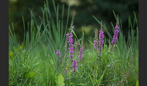 Blut-Weiderich (Lythrum salicaria)